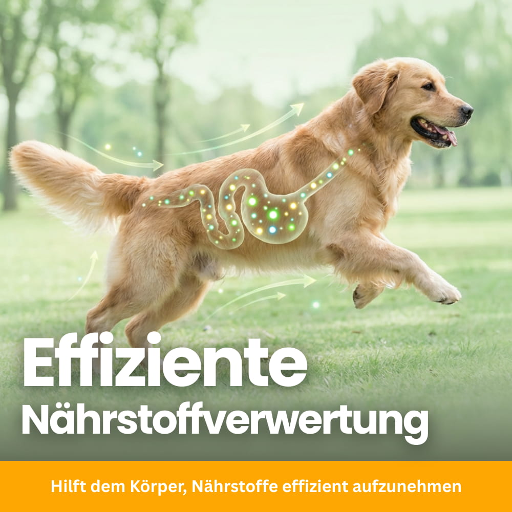 Tägliche Darmflora-Probiotika für Hunde