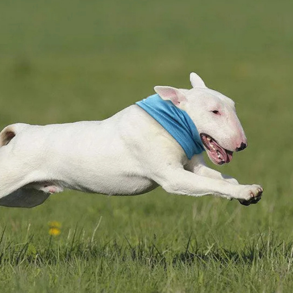 Kühlhalsband Cool Comfort