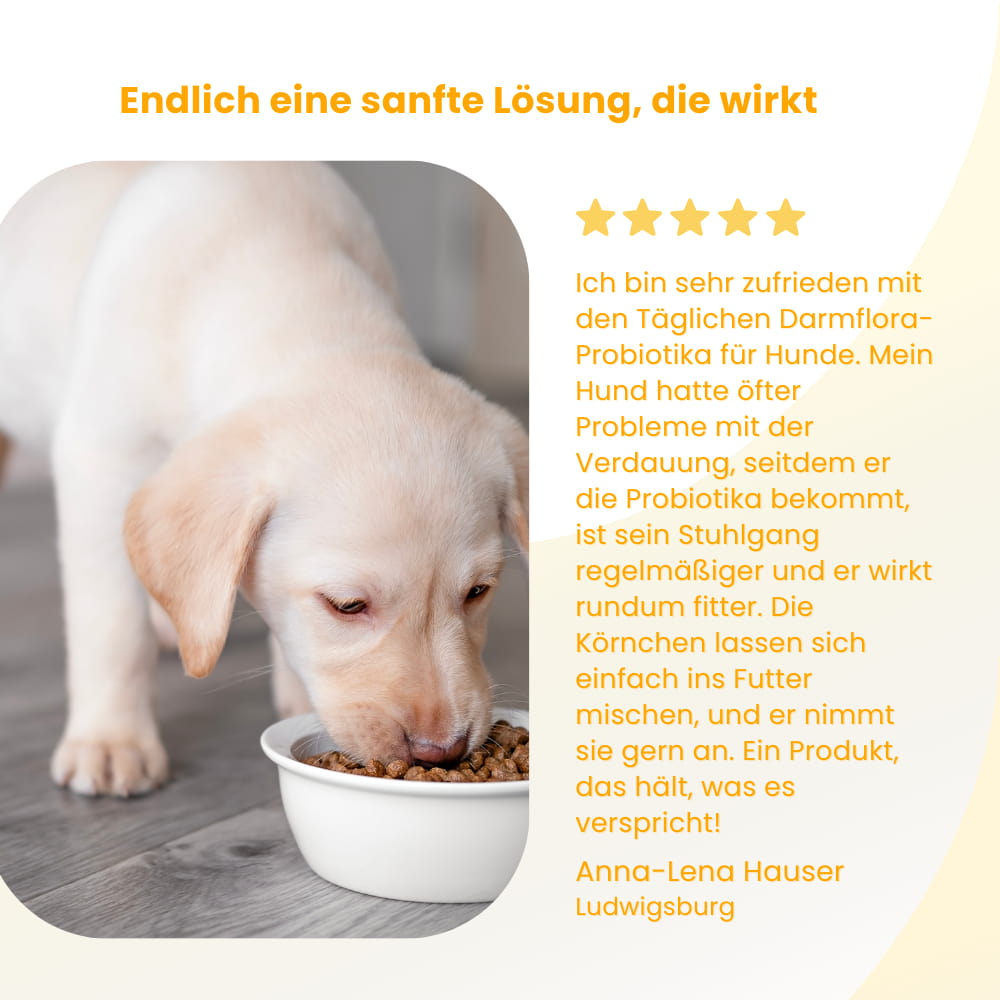 Tägliche Darmflora-Probiotika für Hunde