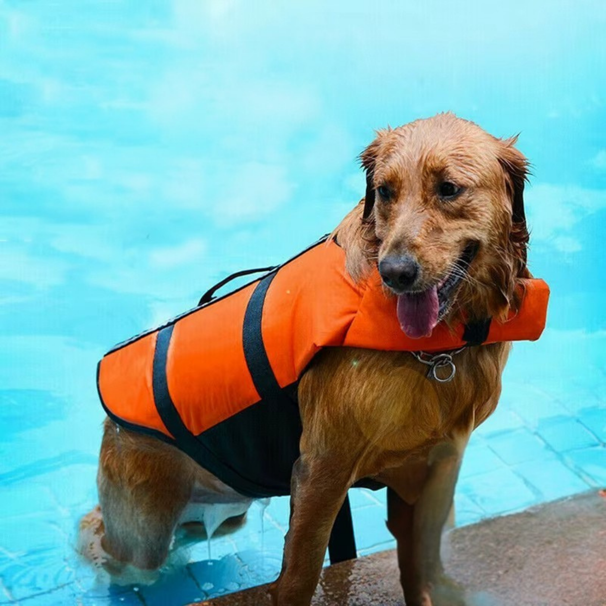 AquaSafe Hundeweste