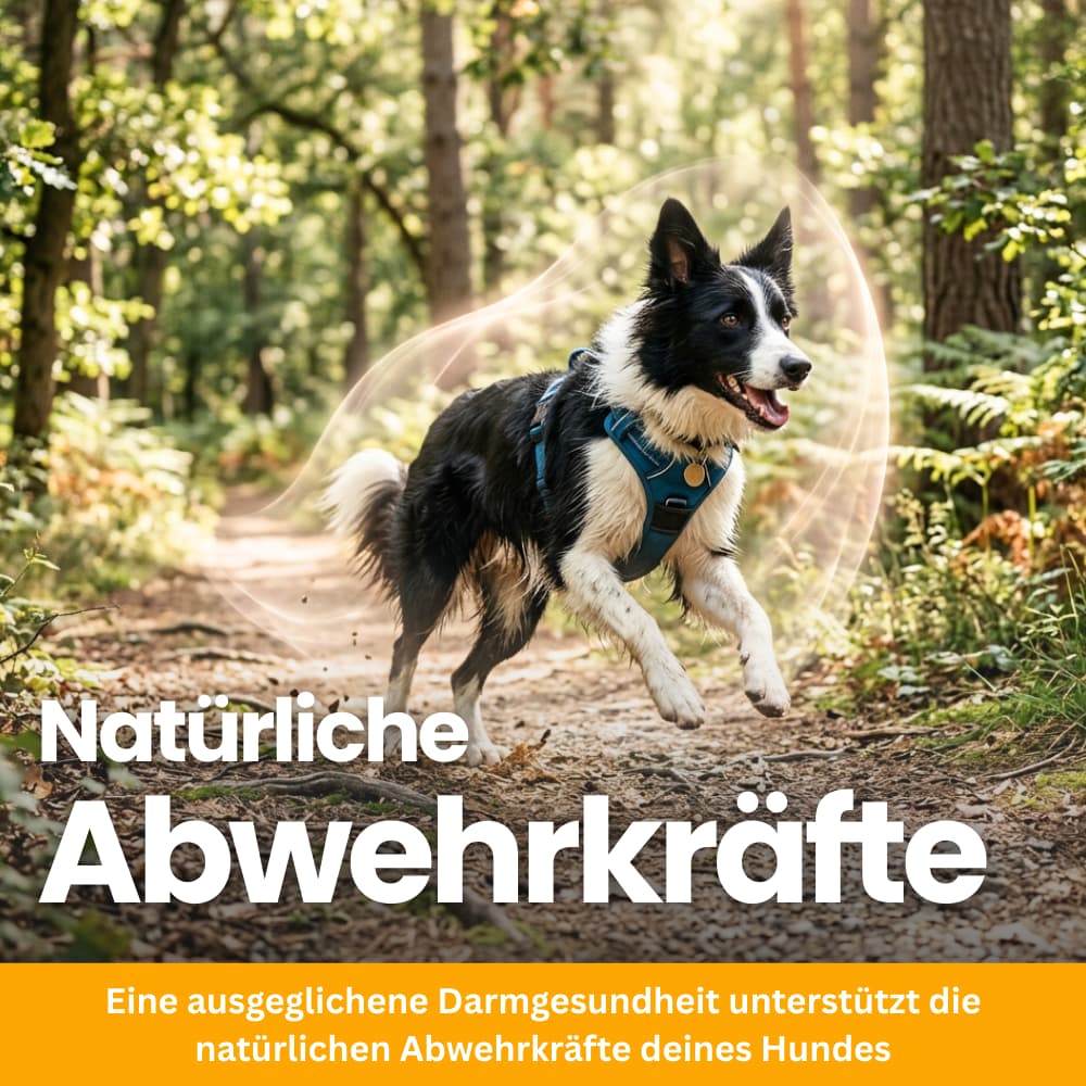 Probiotic Chews for Dogs – Gut & Immune System Support