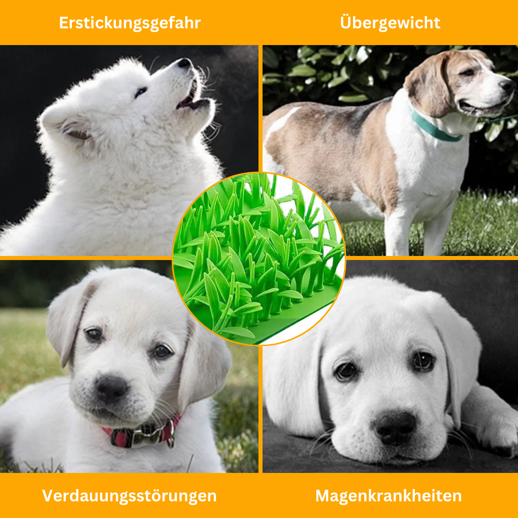 Leckerli-Wiese für Hunde