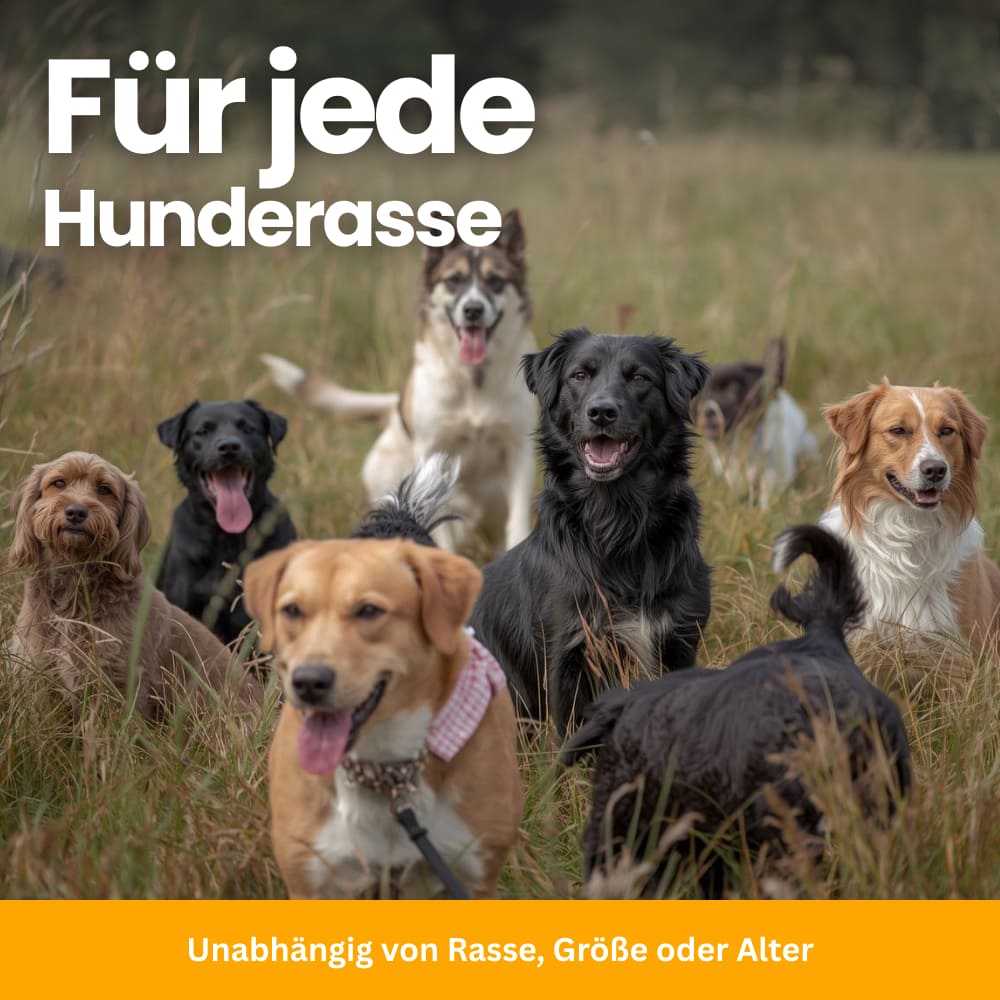 Tägliche Darmflora-Probiotika für Hunde