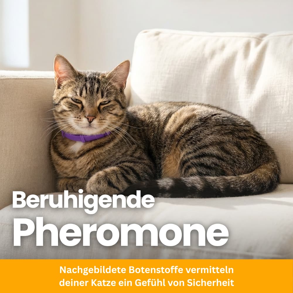 Pet-Friendly Anti-Stress Collar for Cats
