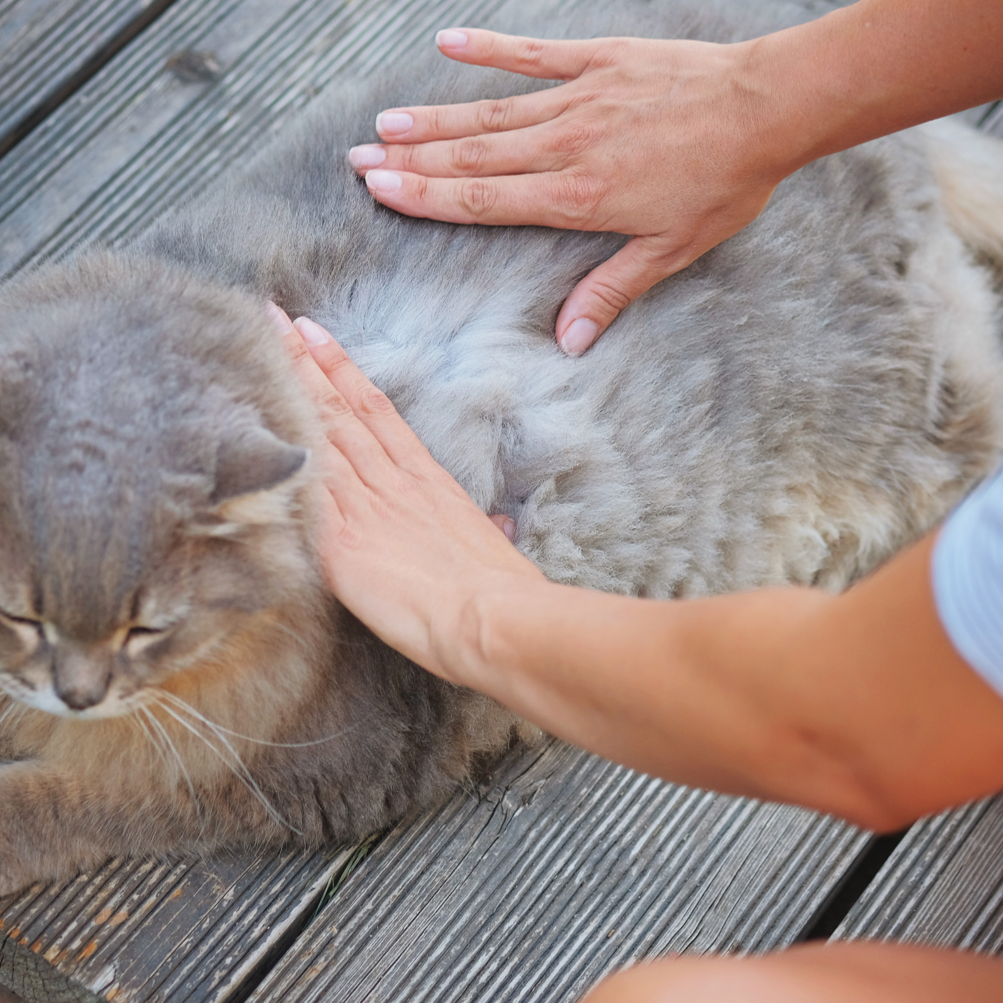 Keine Chance für Parasiten! Der ultimative Ratgeber für Katzenhalter
