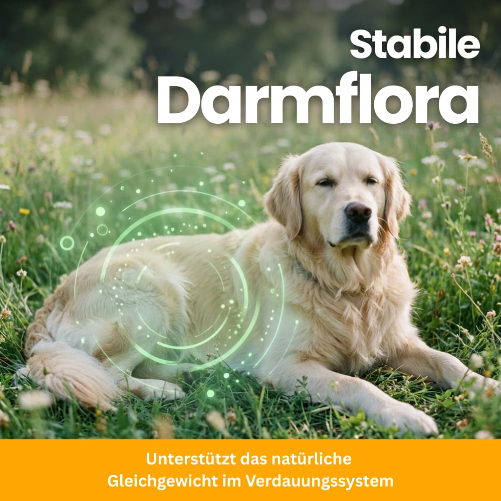 Tägliche Darmflora-Probiotika für Hunde