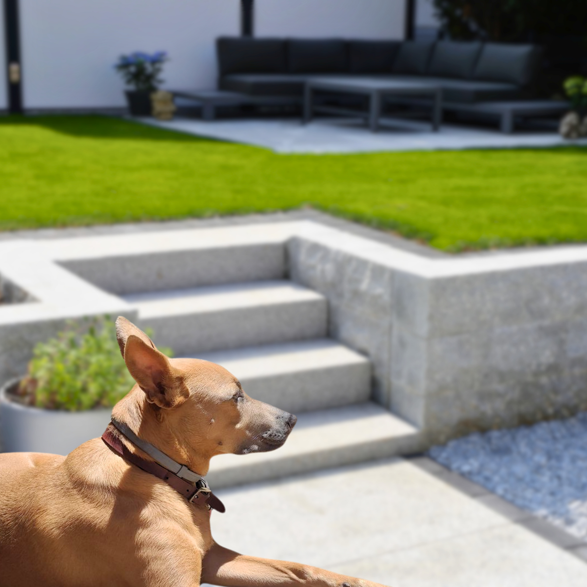 Floh- und Zeckenschutz Halsband für Hunde